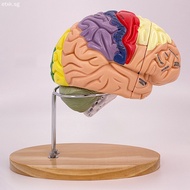 Human Brain Model Anatomys Realistics 3d Human Anatomys For Classroom