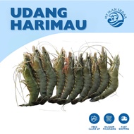 UDANG HARIMAU 1KG UDANG HARIMAU FROZEN FOOD FRESH PRAWN 老虎虾 TIGER PRAWN FRESH UDANG MURAH