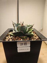龍舌蘭 冰雹  植物 嚴龍 Agave Plant 塊根 多肉