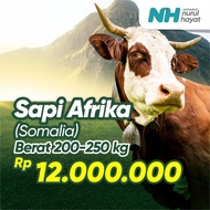 Sapi Salur Afrika (200-250 Kg) - QURBAN MURAH, MUDAH, SAH