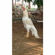 Telur ayam hias putih nasional bangkok putih siap tetas