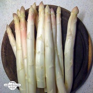 11 เมล็ดพันธุ์ หน่อไม้ฝรั่ง White Asparagus seed. มีคู่มือพร้อมปลูก อัตรางอกสูง 80-85%