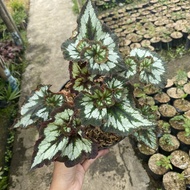 begonia - begonia murah - tanaman hias - begonia