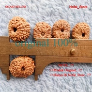 Jenitri bodongan garis 12 mukhi 12