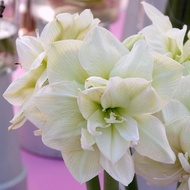 amaryllis bulb MEDIUM size