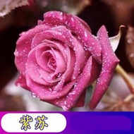 玫瑰花種子觀花類四季易種活花籽 適合家庭花園|陽台|小型農場|陽台|室內種植高發芽率玫瑰盆栽花籽，品種：紫蘇