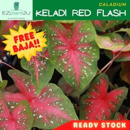Anak Pokok KELADI RED FLASH | Caladium Sayap Malaikat Indoor Hiasan Real Live Plant Cutting Pokok Hidup