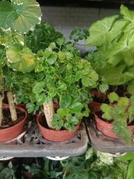 ★╮芳草園★╮－「芹葉福祿桐」3吋盆栽
