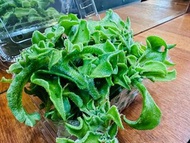 澎湖冰花💎蔬菜界的愛馬仕，超級健康食品/集單