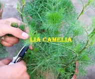 Dill  herbs Seeds  (Anethum Graveolens)