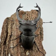 [甲蟲部落]日品歐洲深山鍬形蟲Lucanus cervs judaicus 成蟲♂ 93mm ♀ 53mm