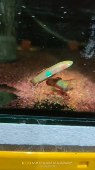 Wild Betta Brownorum Pair