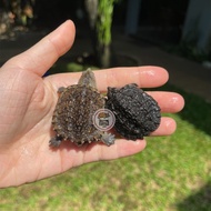 Common Snapping Turtle Cerah CST