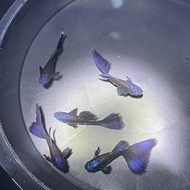GUPPY MOSCOW GREEN AND BLUE LIVE FISH