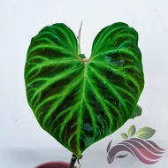 Philodendron Verrucosum by LS Group