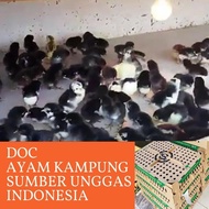 DOC | KUB | AYAM KAMPUNG | 1 BOX | BUKA PO SETIAP HARI SELASA