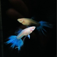 Guppy Albino Sky Blue Topaz Swallow Ribbon SWR