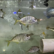 Ikan giant travelly air tawar/fw