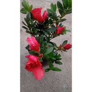 Azalea RED Flower - ornamental plant - house plant