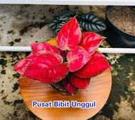 bibit bunga aglonema RED ANJEMANI-pusat bibit