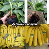 bibit pohon pisang cavendish