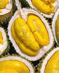 Durian Musang King Fresh Utuh Asli Malaysia - Musangking Fresh Utuh