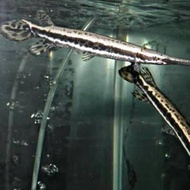aligator florida gar