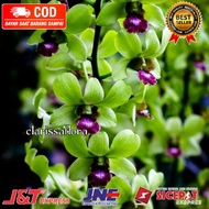 ( KNOP / SPIKE ) ANGGREK DENDROBIUM GREEN STABILO-sudah Spike/Knop-dendrobium