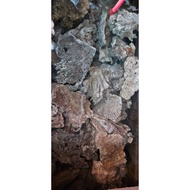 Live ROCK AQUARIUM Sea Water / Living Stone SIZE M