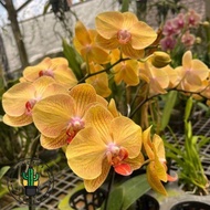 PROMO!!ANGGREK DENDROBIUM DEWASA / BUNGA ANGGREK DENDROBIUM DEWASA
