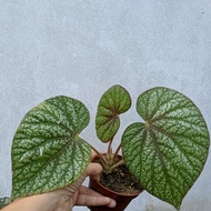 Begonia ~Pokok Asam Batu ~