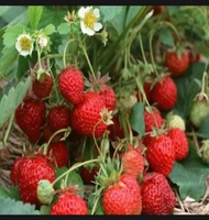 TANAMAN BIBIT STRAWBERRY MENCIR ASAL CIWIDEY BUAH BESAR BIBIT STRAWBERY SEGAR BIBIT TANMAN HIAS BIBI