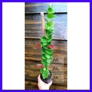 ❦ ◊ Hoya Millionaire's Plant/ Hoya Cumingiana seedlings