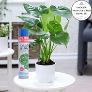 Leaf shine spray 600 ml