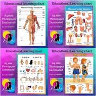 Body parts - Parts of the Body kids Educational learning chart laminated waterproof