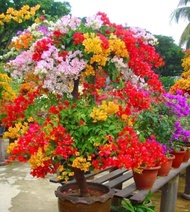 tanaman hias bugenvil warna warni bunga tumpuk