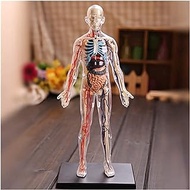 Home Office Teaching Model Anatomical model Scientific Human Body Model Transparent and 22parts Squishy Human Body Internal Anatomy Model (Size : 34x15.5x5.5cm) Anatomy Biology (Size : 34 X 15.5 X 5.5