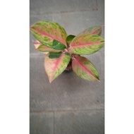 Sindo - Aglaonema Red Exotic By Idamulya Florist Live Plant 1I5JH6CWVU