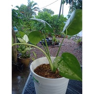 green plant.monstera deliciosa