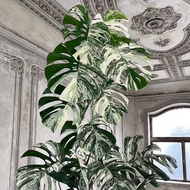 bonggol monstera king varigata