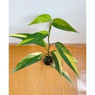 Tanaman hias Epipremnum Amplissimum varigata / philodendron amplisimum