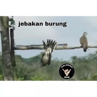 Bird trap lure
