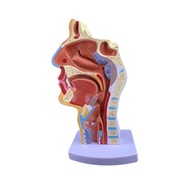 [lzdxwcke3pu] Human Anatomical Nasal Cavity Throat Anatomy Model 4.74.79.5 Inches