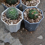 10pcs Plastic Nursery Pots Square Plant Flower Pot Home Garden Tools Gardening for Herb Succulents  SGH2