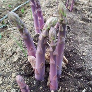 Benih Asparagus Ungu Manis - 20 seed / Sweet Purple Asparagus