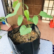 Anak Pokok Kacang Botol / Kacang Botor / Winged Beans / Kacang Kelisa