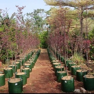 Pohon Maple Japanese Red Maple &amp; Maple USA