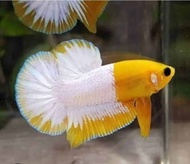 yellow fancy copper plakat | yellow fccp