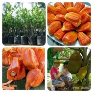 Bibit Buah Nangka Mini Merah Atau Nangka Madu A1 Ibr Unggulan!/ Bibit Nangka Mini merah/. bibit nangka mini merah