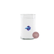 Fish Place |Aquarium Betta Fish Aquarium/s Guppy/s Ornamental/s Betta Fish Containers A